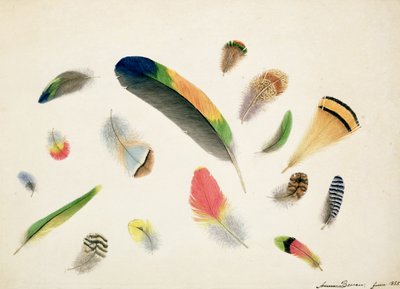 Studies of Feathers, 1855 by Anne Bowen